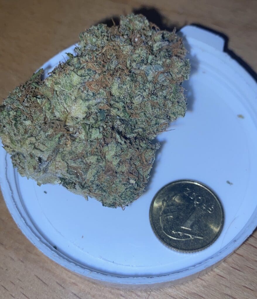 Susz CBD od Cannabisland