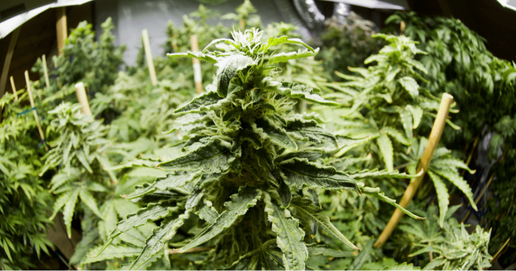 Marihuana