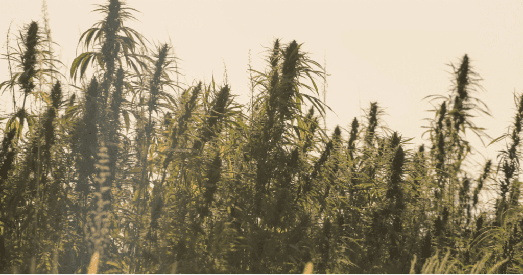 Marihuana
