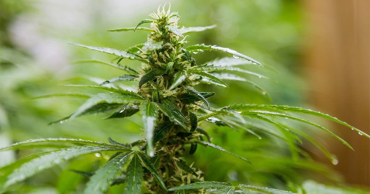 Medyczna marihuana oznacza suszone kwiatostany najwyższej jakości.