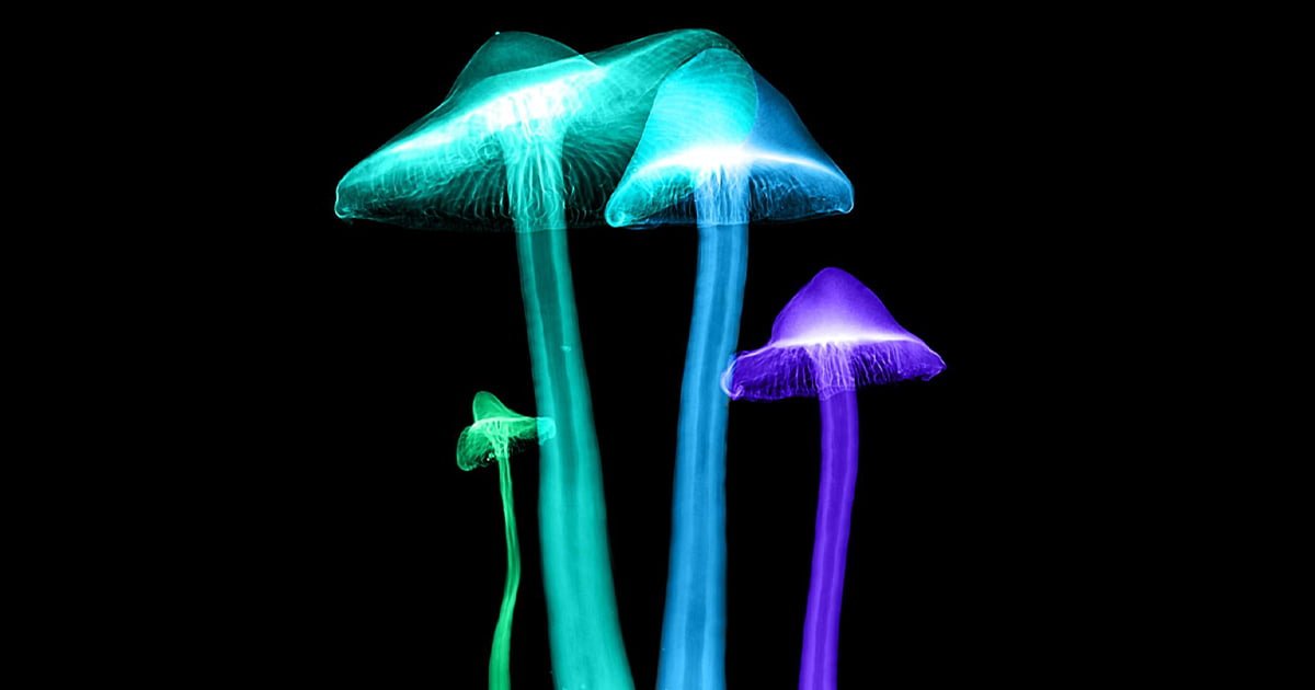 Grzyby psylocybinowe, często nazywane magicznymi grzybami, to rodzaj grzybów zawierających psylocybinę i psylocynę, które są naturalnie występującymi substancjami psychodelicznymi.
