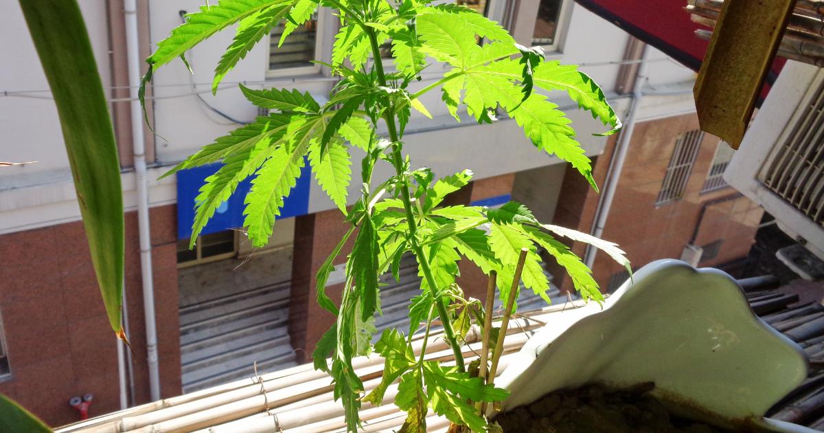 marihuana, która rosła na balkonie