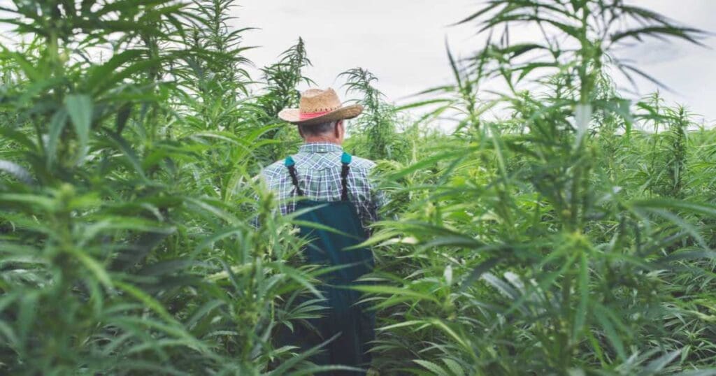 rolnik w polu marihuany