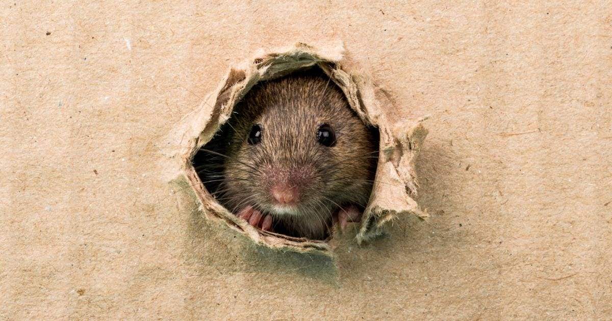 szczur w kartonie