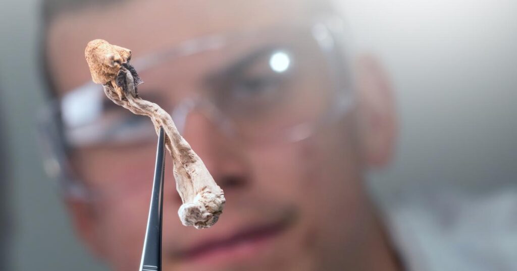 naukowiec trzymający grzyba psylocybinowego
