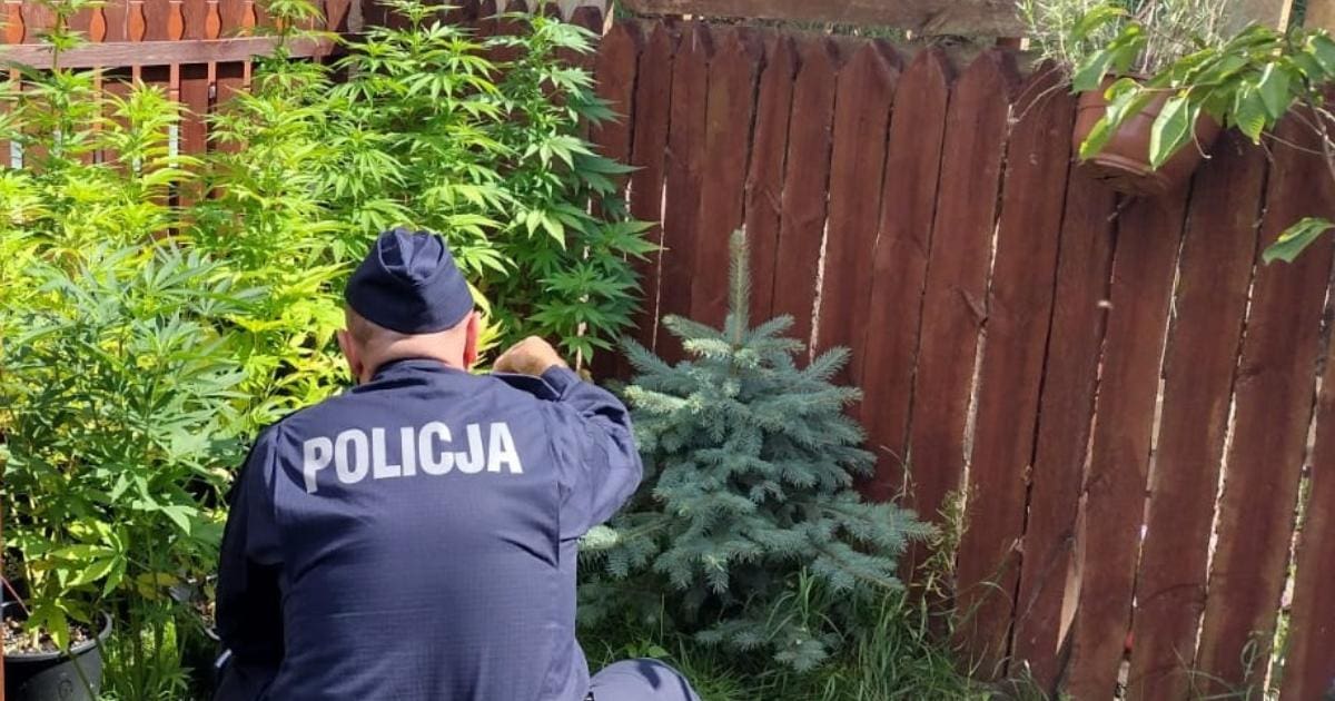 policjant patrzący na marihuanę