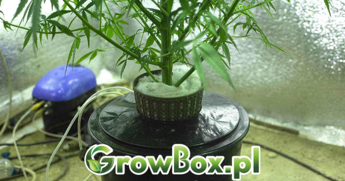 growbox - produkty do uprawy
