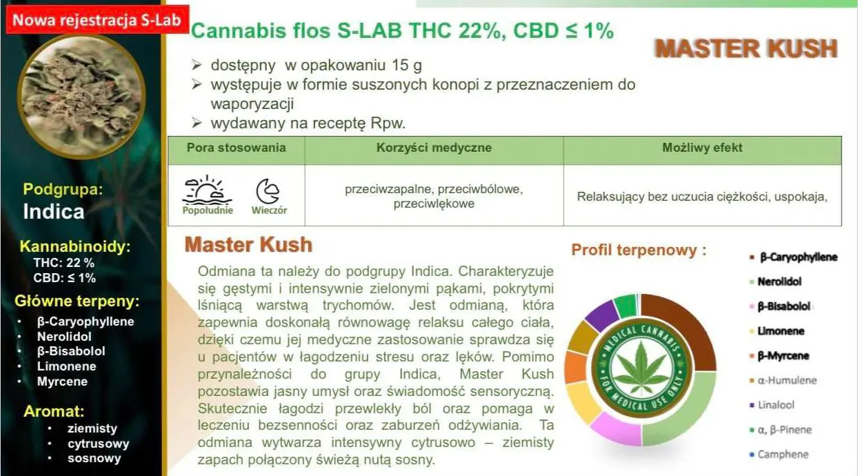 charakterystyka nowej odmiany medycznej marihuany Master Kush