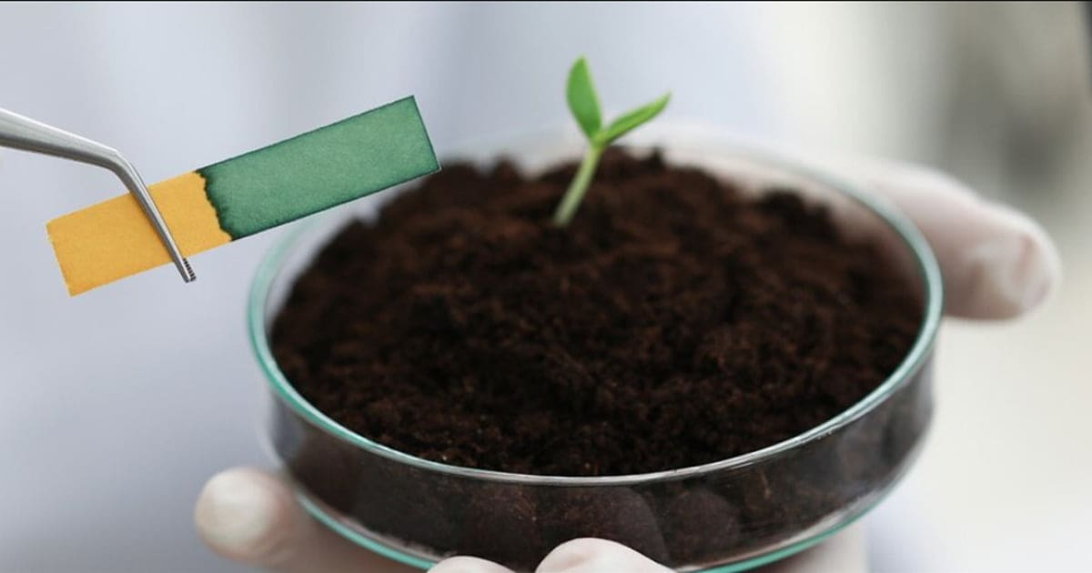 pH gleby odgrywa kluczową rolę w zdrowiu i produktywności roślin marihuany.