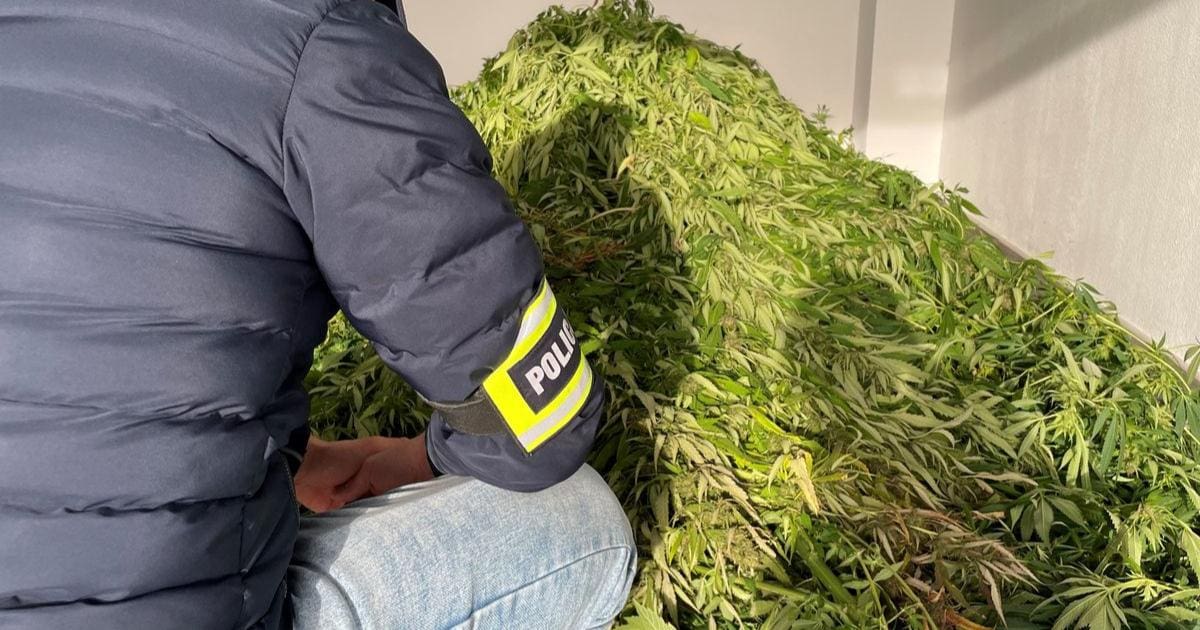 marihuana i policjant