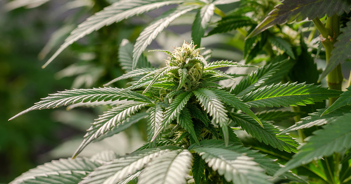 Hermienie Marihuany: Przyczyny, Skutki i Jak Zapobiegać Hermieniu Roślin Konopi