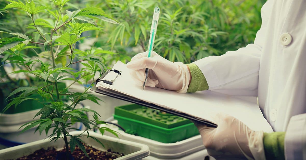 Dowiedz się, jak wyglądają profesjonalne plantacje marihuany medycznej i rekreacyjnej. Zobacz, jakie standardy, regulacje i technologie kształtują ten rozwijający się rynek.