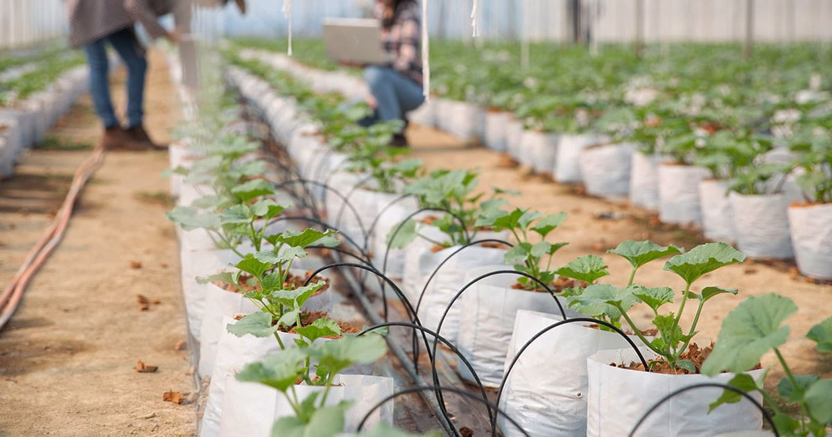 Nawadniający System Kropelkowy: Efektywne Nawadnianie dla Twojej Plantacji