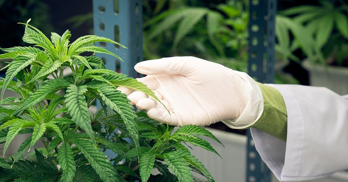 Niedobór boru w uprawie marihuany: Objawy, przyczyny i sposoby uzupełnienia
