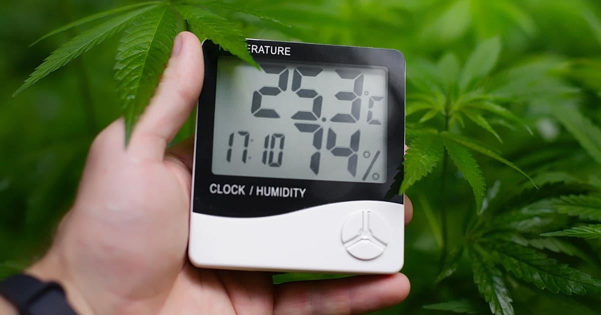 Optymalna temperatura dla różnych faz wzrostu marihuany: kiełkowanie, wegetacja i kwitnienie. Zawiera wskazówki dotyczące kontrolowania temperatury i rozwiązywania typowych problemów