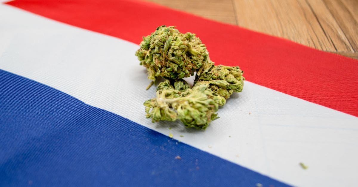 flaga holandii i marihuana