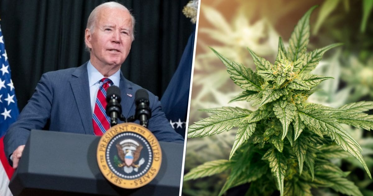 prezydent usa i marihuana