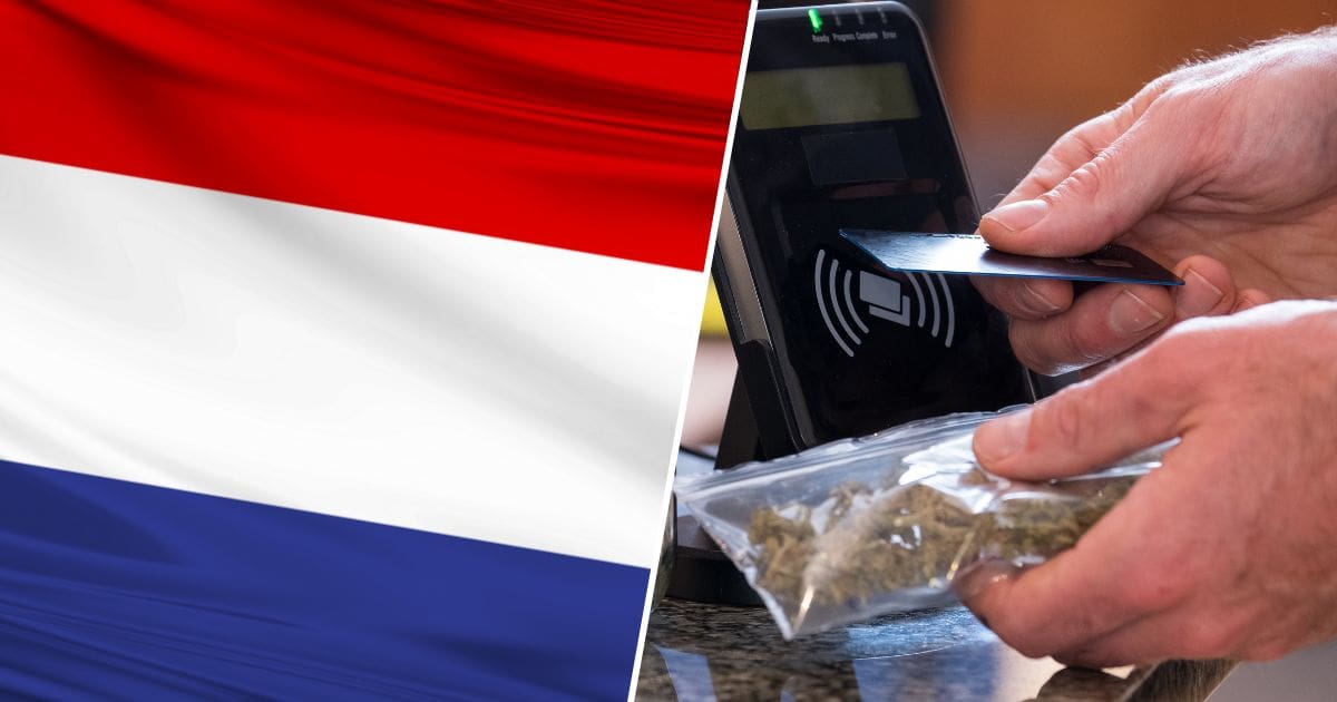 flaga holandii i legalna marihuana