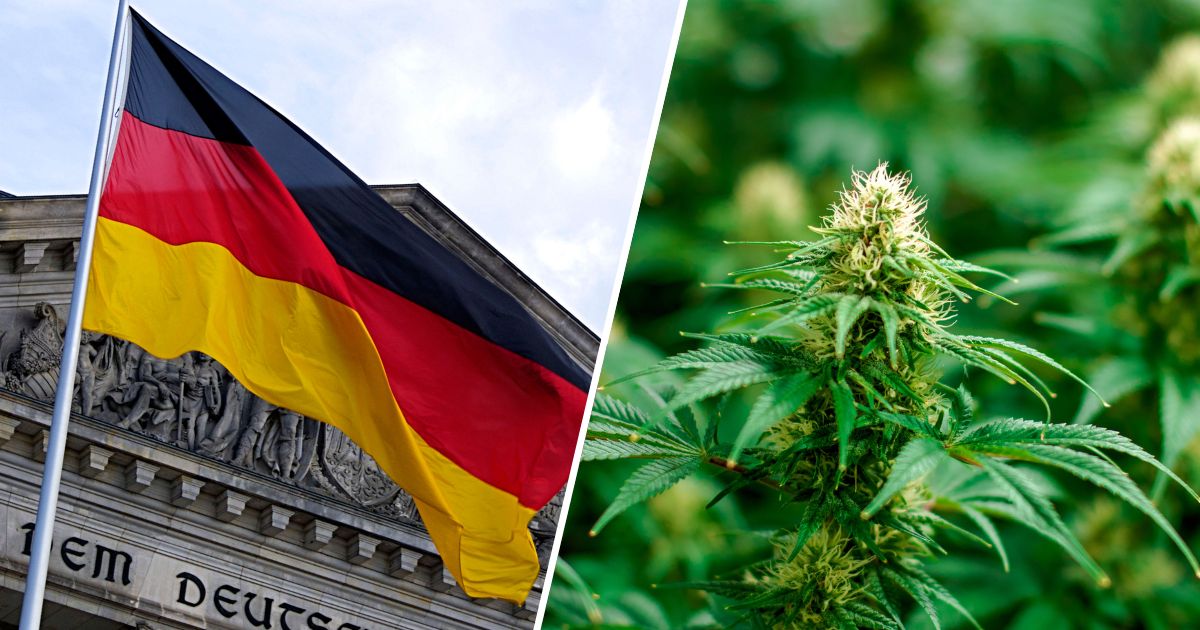 [Obrazek: Niemcy-zalegalizowaly-marihuane.jpg?loss...p=1&webp=1]