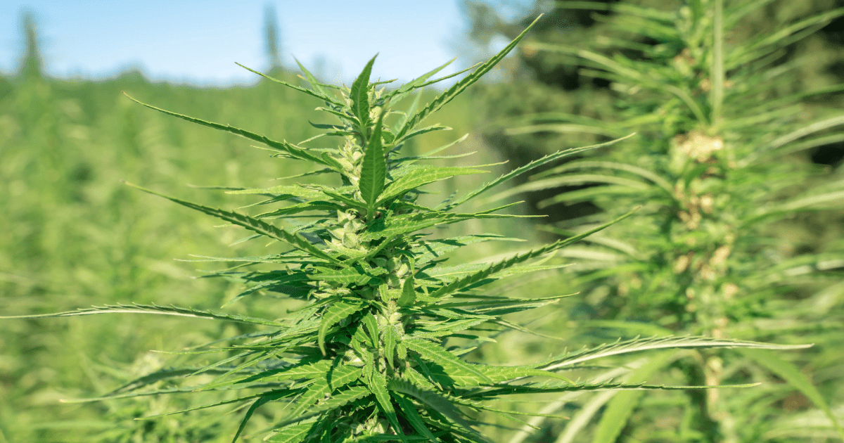 ganja