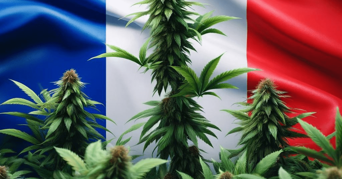 Francja marihuana