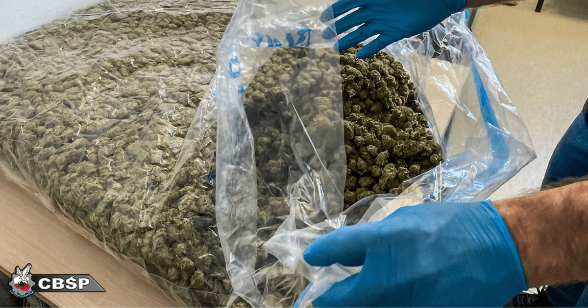 marihuana z Hiszpanii