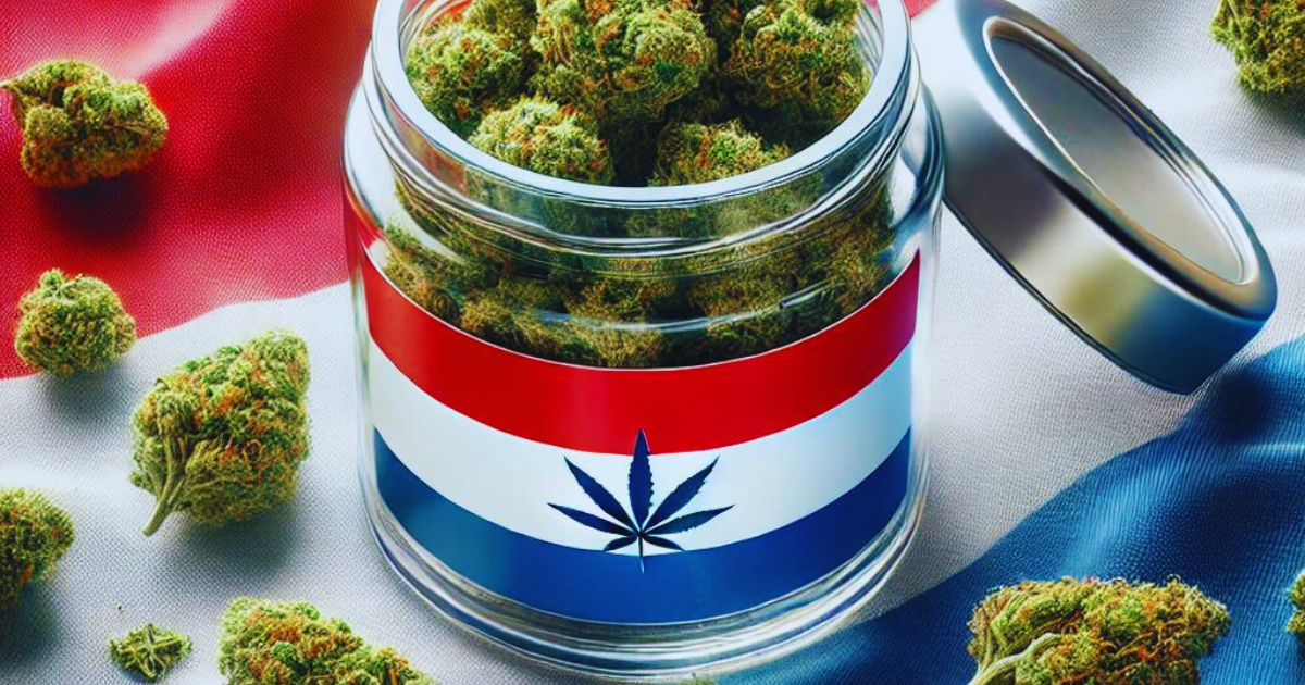 Holandia legalna marihuana