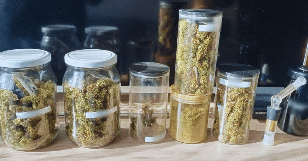uprawa marihuany w domu