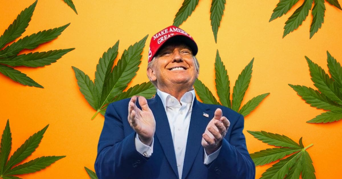 trump i marihuana