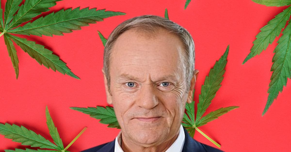 donald tusk i marihuana