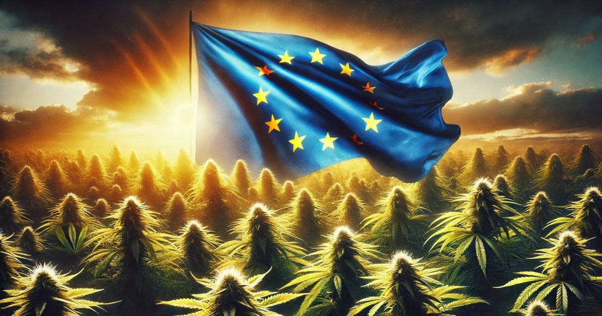 flaga unii europejskiej i konopie